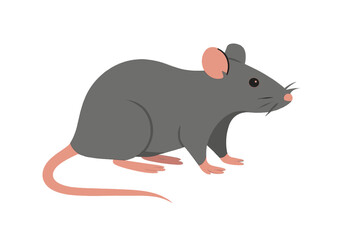 Common gray house rat standing in profile view isolated on a clean white background