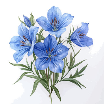 Gentian Flower, watercolor clipart vector, isolated on a white background.