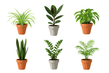 Collection of six popular green potted houseplants isolated on a white background