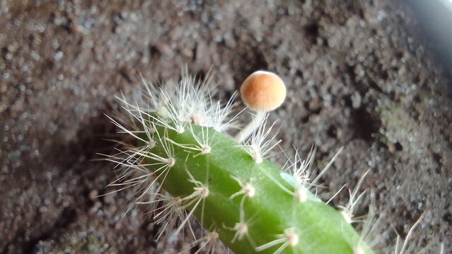 a cactus plant full of thorns and accompanied by 1 small mushroom - Powered by Adobe