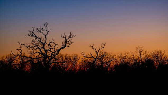 Silhouetted trees rise against a clear sky, showcasing their sparse branches reaching outward