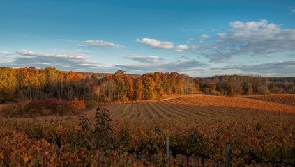 Fototapeta premium Landscape Featuring Wooded Areas and Vineyards in Fall, Seasonal Change