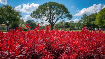 Red foliage in a park setting, highlighting seasonal change