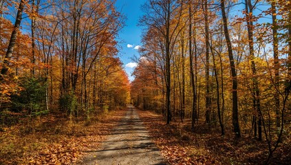 Fototapeta premium The forest trail during a bright autumn day, seasonal change