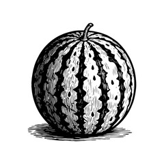 Hand drawn Watermelon Fruit Illustration