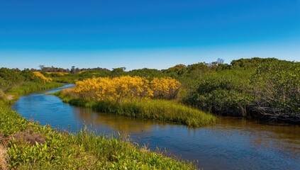 Obraz premium Wetlands featuring vibrant green flora and a flowing stream, highlighting seasonal change