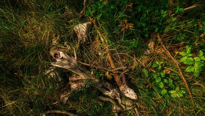 Nature's Remnants, Fragmented Timber Surrounded by Lush Vegetation, Erosion Risk