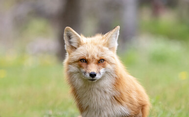 Fototapeta premium Red fox