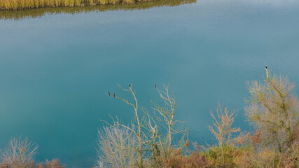 Kormorane beobachten auf einem ruhigen Wasser im Herbst in Deutschland