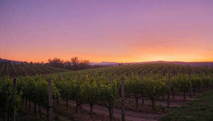Fototapeta premium Vineyards Under a Faded Sunset Horizon, Preservation