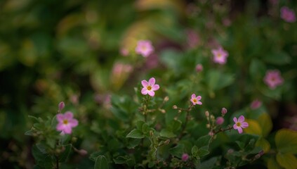 Obraz premium Delicate pink blossoms in a garden setting, enhancing natural beauty, gardening season