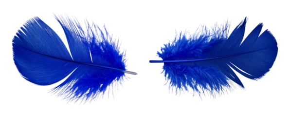 Vibrant Indigo Feather with Bold Central Quill and Detailed Texture, Transparent Background