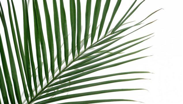 Close up of green palm leaves on a white backdrop, ideal for text overlay and editorial design