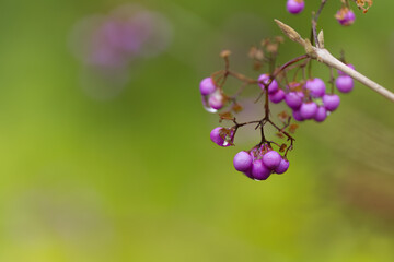 Purple berries of the Chinese beautyberry, purple fruits of the love pearl bush, fruits in winter with water droplets, violet berries with raindrops, Callicarpa giraldii, green backgroun