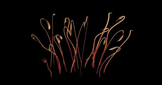 plant spawn effect on black background