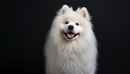 Fototapeta premium White Dog, Samoyed breed on dark backdrop, showcasing isolation