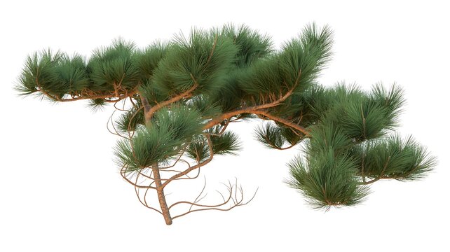 Pine tree branch with green needles and brown bark isolated on white background - Powered by Adobe
