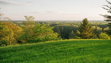 Obraz premium Summer green forest with grass in the foreground, natural setting for outdoor activities