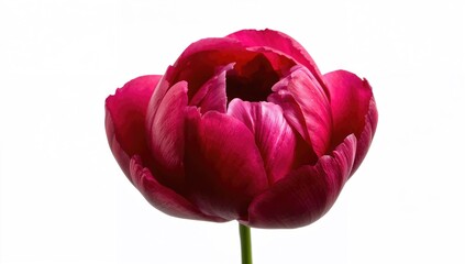 Peony flower in rich red hue, against plain white backdrop, ideal for editorial header background