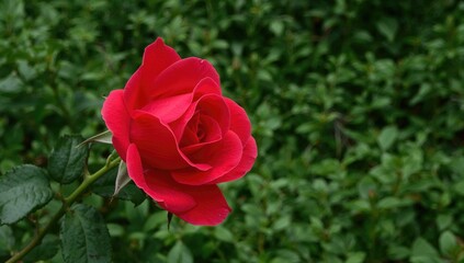 Close-up of a smooth red rose against a lush green backdrop, side perspective of a garden flower