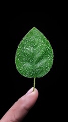 A single green leaf, adorned with numerous tiny water droplets, is delicately held by a human fingertip against a stark black backdrop.