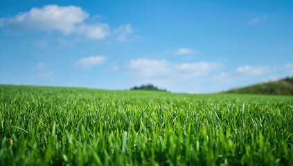 Fototapeta premium This Grass Shows Strong Resilience, Suitable for Outdoor Activities