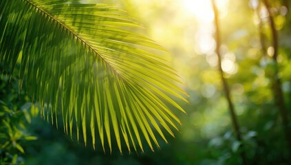 Palm or coconut leaf texture illuminated by sunlight, suitable for editorial header background