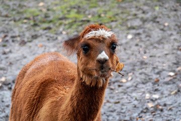 Naklejka premium Adorable Brown Alpaca With Leaf In Mouth Standing Outdoors On Muddy Farm Path