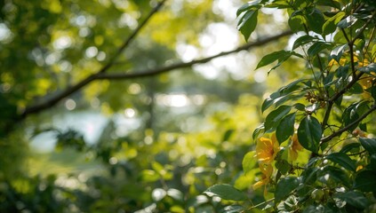 Fototapeta premium New treetop and blurred texture backdrop, suitable for editorial header backgrounds