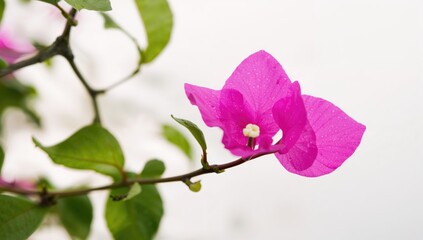 Obraz premium Pink Bougainvillea blossom, vibrant color in a warm climate, seasonal change