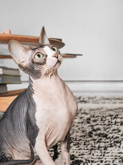 Curious sphynx cat looking at something above. Naked cat sitting with intense body language and focused. Hairless white and lavender, male cat with big yellow eyes and large ears. Selective focus.