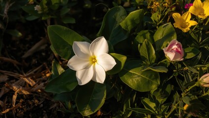 Obraz premium The elegance of a gardenia blossom in full bloom, showcasing its delicate beauty