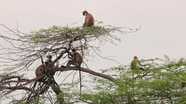 Group of Gray langurs lat. Semnopithecus priam sit on a tree branch in Sri Lanka, showing peaceful social behavior in tropical jungle wildlife in slow motion video.