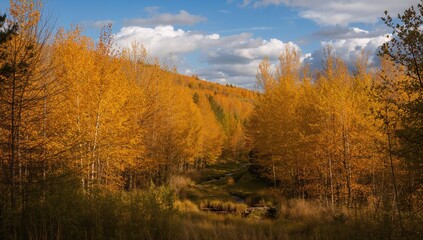 Fototapeta premium Natural Autumn Scene Featuring Trees and Forest, Highlighting Seasonal Change