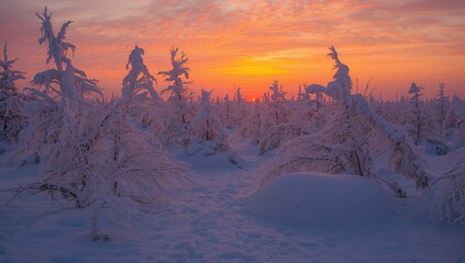 Winter sunset landscape with frozen trees, seasonal change