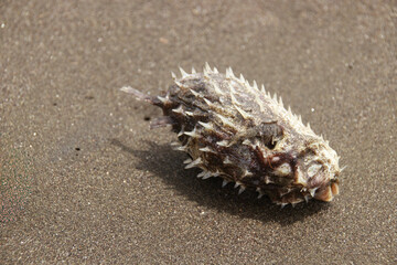 Carcass of a spiky pufferfish or tetraodontidaelies resting on the sandy shore