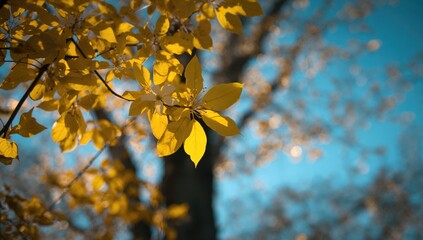 The yellow foliage contrasts against the blue sky, illustrating seasonal change