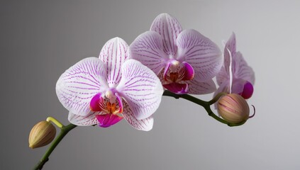 Obraz premium Phalaenopsis orchid flowers in full bloom, showcasing agricultural beauty and natural elegance