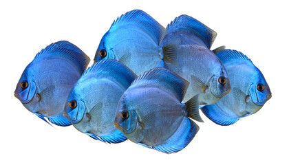 Group of Uniform Blue Discus Fish Swimming Together, Realistic Aquarium Concept, Isolated on Transparent Background