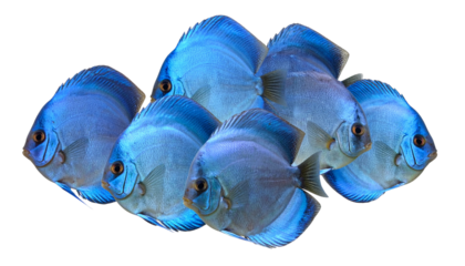 Group of Uniform Blue Discus Fish Swimming Together, Realistic Aquarium Concept, Isolated on Transparent Background