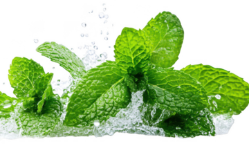 Fresh mint leaves with water splashes isolated on transparent background