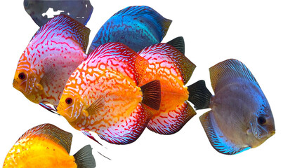 Top-Down Perspective of Multiple Baby Discus Fish Swimming, Colorful Aquarium Composition, Isolated on Transparent.