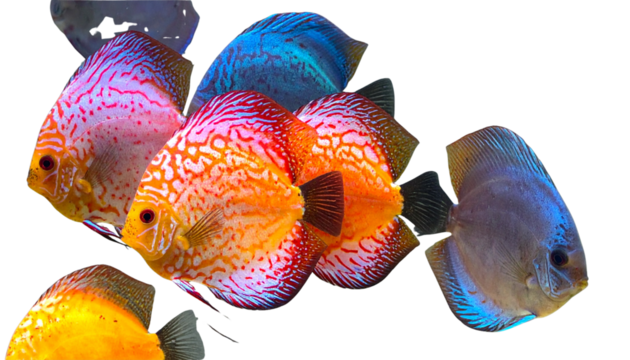 Top-Down Perspective of Multiple Baby Discus Fish Swimming, Colorful Aquarium Composition, Isolated on Transparent.