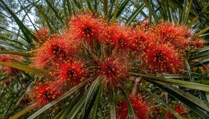 Bouquet of Red Myrtaceae flowers under a bright sky, showcasing vibrant red petals and green leaves, nature's floral display