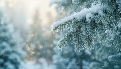 Snow-covered fir tree branch on a cold backdrop, seasonal change