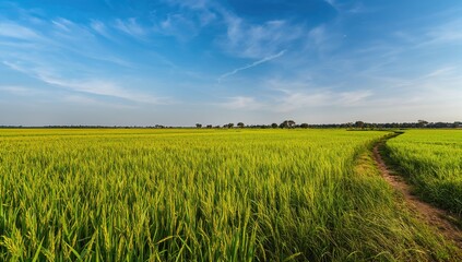 Obraz premium Lush rice fields sprawling across the countryside, showcasing agricultural growth and harvest potential