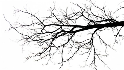 Silhouette of a bare tree branch on a white backdrop, suitable for editorial header background