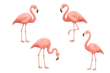 Group of pink flamingos standing and feeding, exotic tropical birds isolated on white