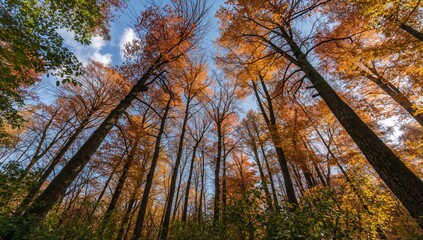 Fototapeta premium Side view of tall trees during early autumn under a bright sunny sky