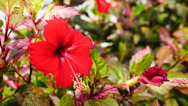 Red Shoe flower or Chinese roes or Hibiscus.